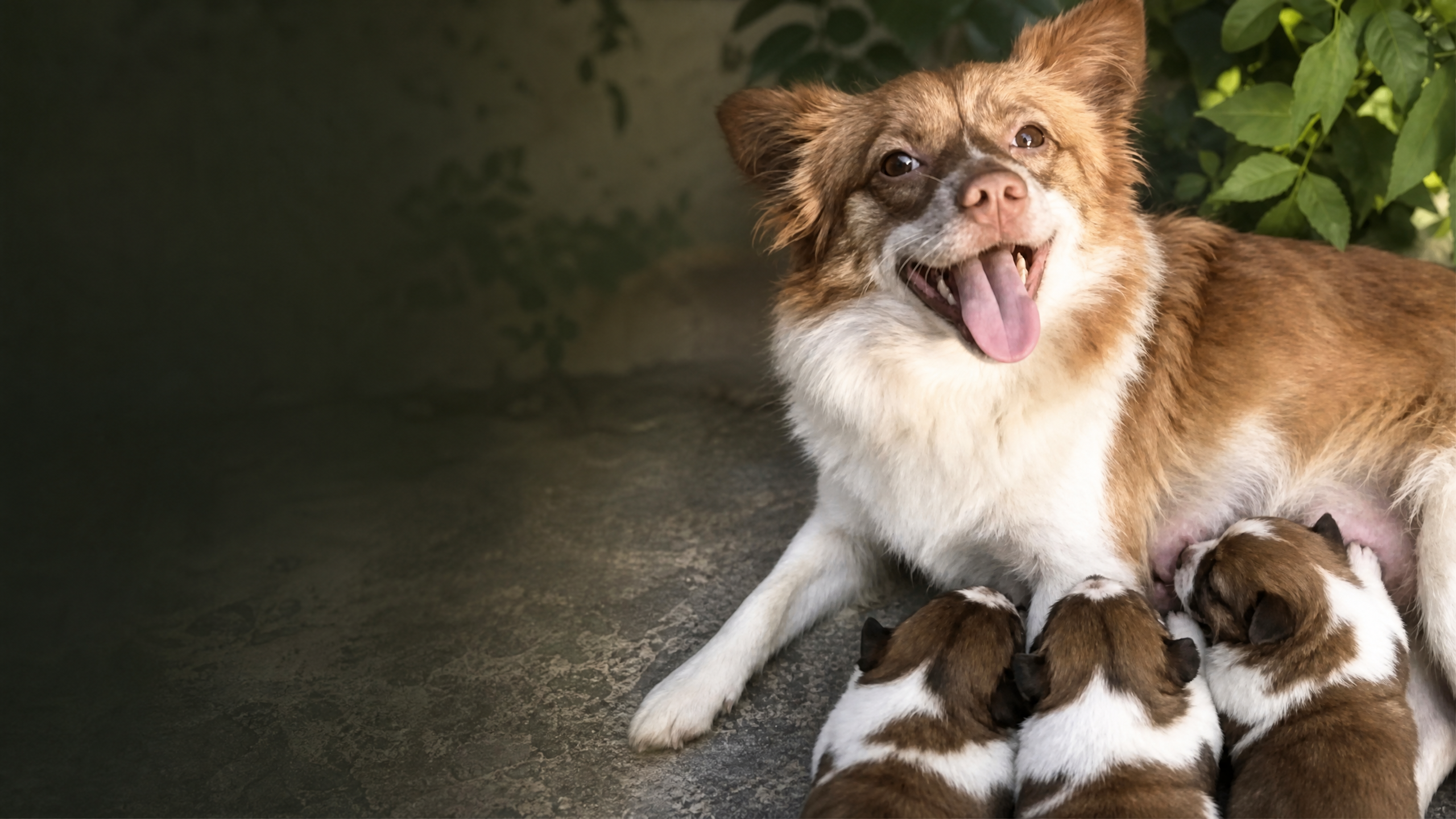 旺旺與牠的幼犬在一起的照片